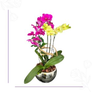 Orquídea Iris