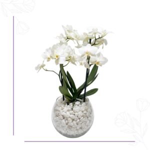 Orquídea Boutique