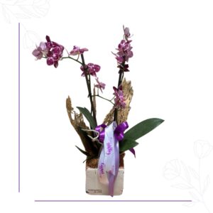 Orquídea Luxury